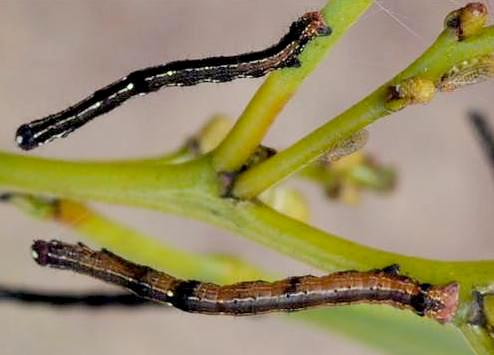 Nisista serrata