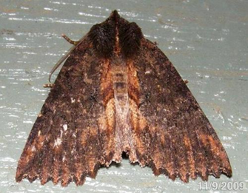 Nisista serrata