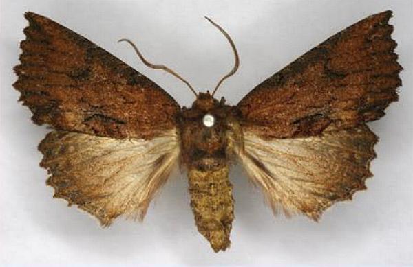 Nisista serrata