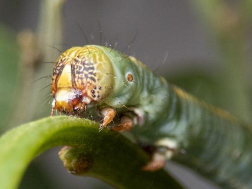 Nisista serrata