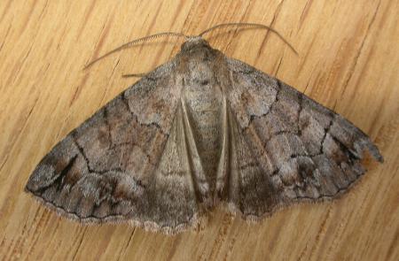 Dysbatus stenodesma