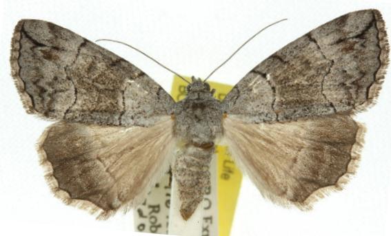 Dysbatus stenodesma