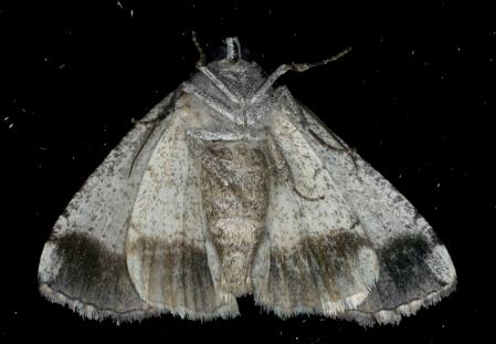 Dysbatus stenodesma