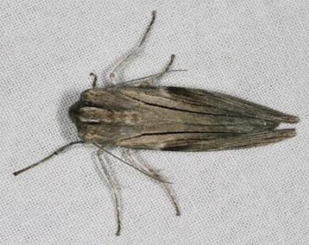 Capusa stenophara