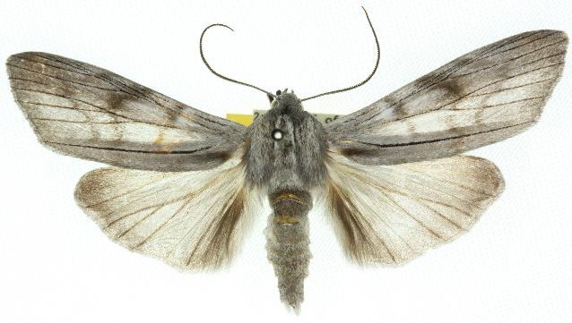 Capusa stenophara