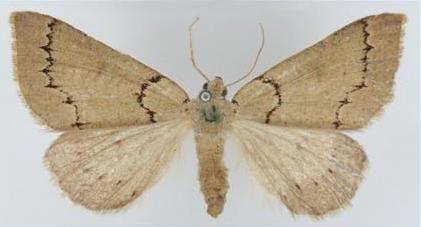 Loweria stenoscia