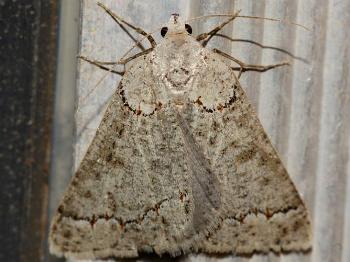 Loweria stenoscia