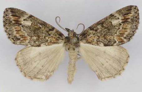 Middletonia suavis