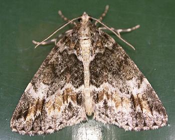 Middletonia suavis
