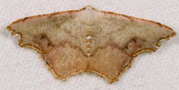 Epicompsa xanthocrossa
