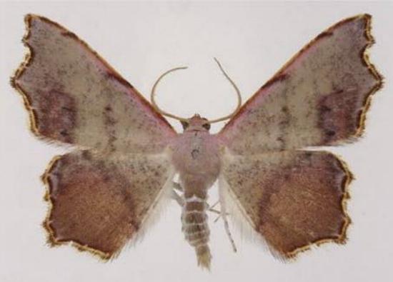 Epicompsa xanthocrossa