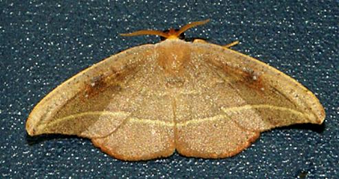 Astatochroa fuscimargo