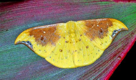 Tridrepana lunulata