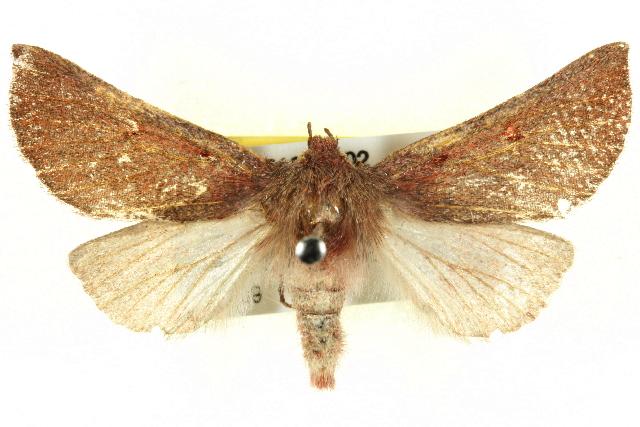 Hypsidia microspila