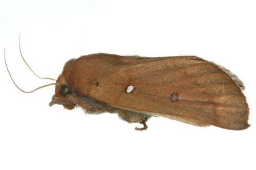 Hypsidia niphosema