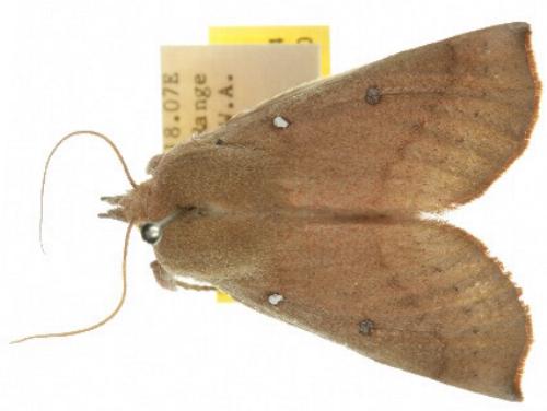 Hypsidia niphosema
