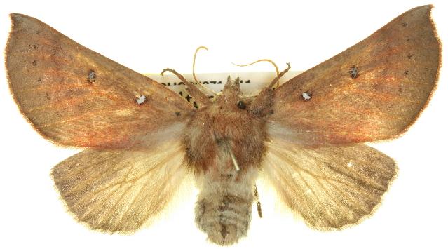Hypsidia niphosema