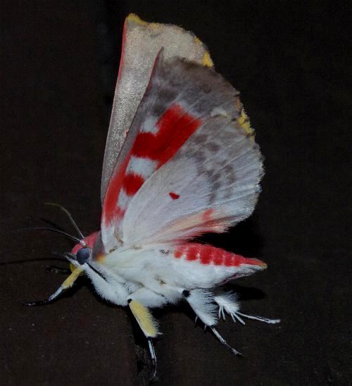 Hypsidia robinsoni