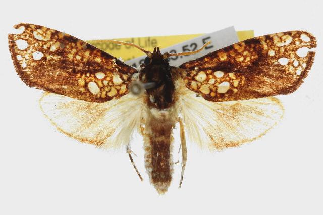 Dudgeonea actinias