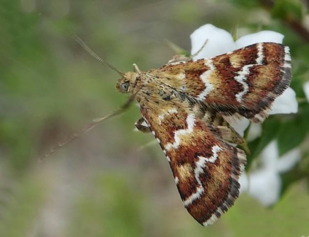 Oenogenes fugalis
