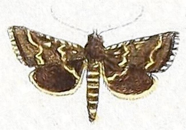 Oenogenes fugalis