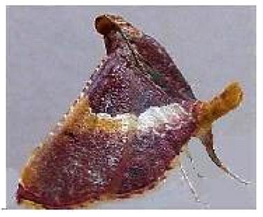 Endotricha mesenterialis