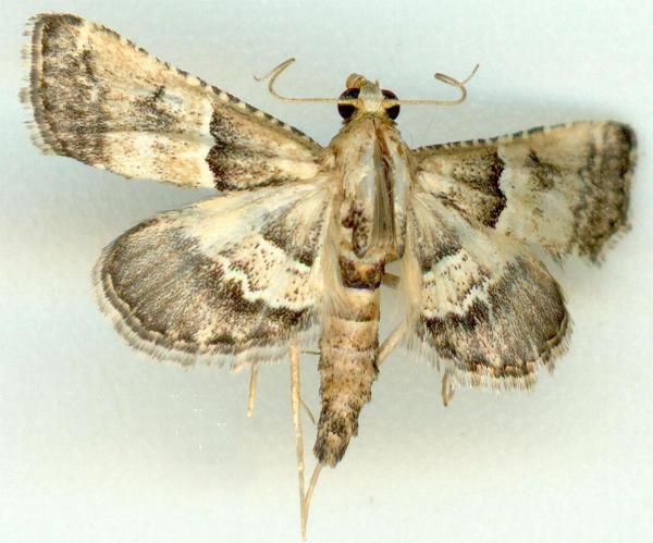 Endotricha puncticostalis