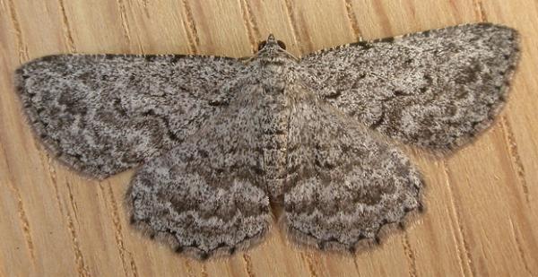 Psilosticha absorpta