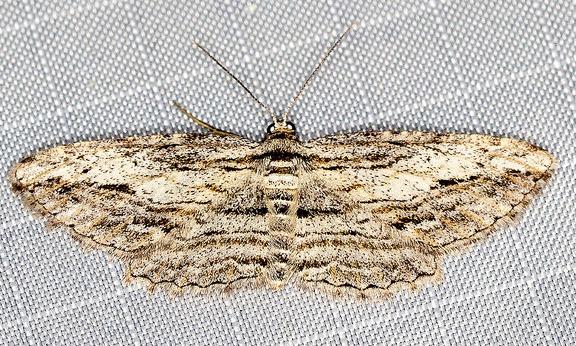 Syneora acrotypa