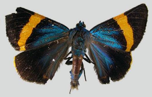 Milionia aetheria