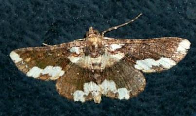 Paradromulia ambigua