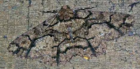 Paradromulia ambigua