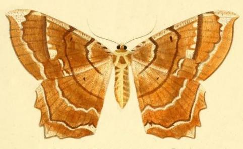 Amblychia angeronaria