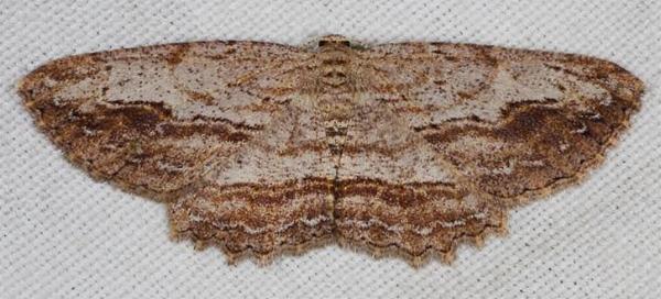 Ectropis calida