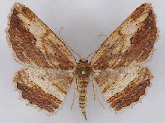 Ectropis calida