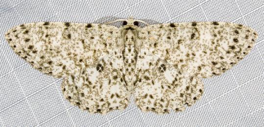 Catoria camelaria
