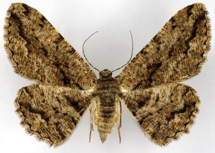 Scioglyptis canescaria
