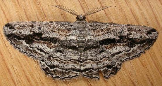 Scioglyptis chionomera