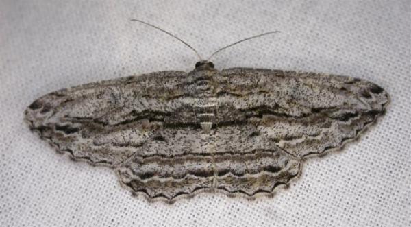 Scioglyptis chionomera
