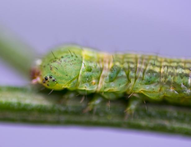 Phelotis cognata