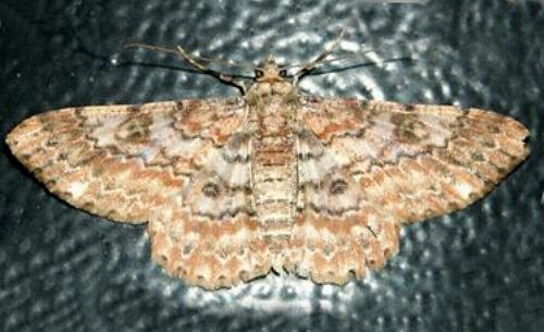 Cleora costiplaga