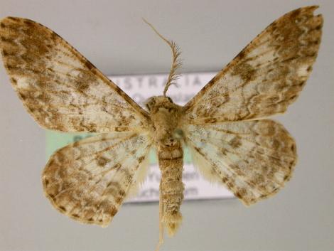 Cleora costiplaga
