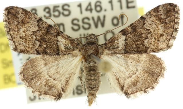 Apheloceros dasciodes