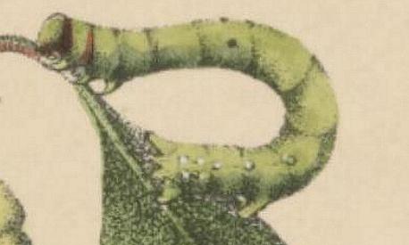 Cleora decisaria