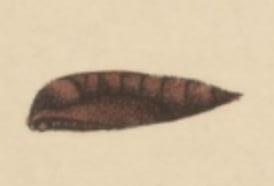 Cleora decisaria