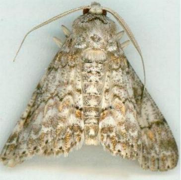 Cleora decisaria