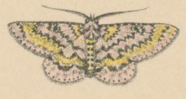 Cleora decisaria