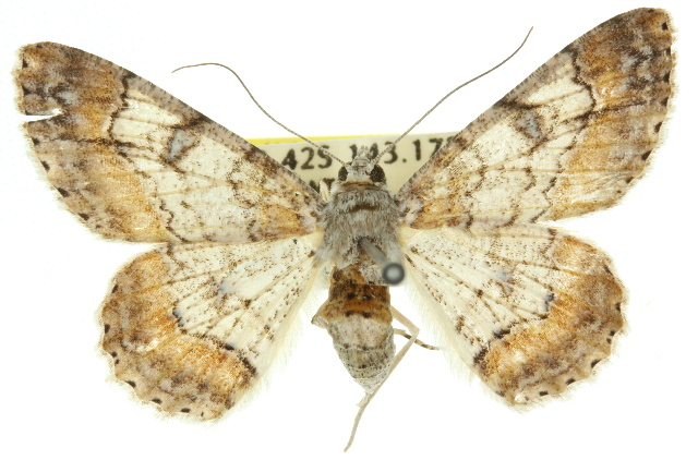 Cleora decisaria