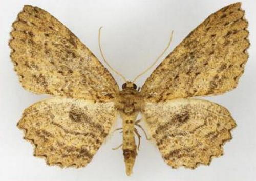 Ectropis despicata