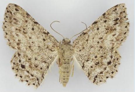 Tephrosia exesaria